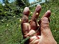 Garden Asparagus